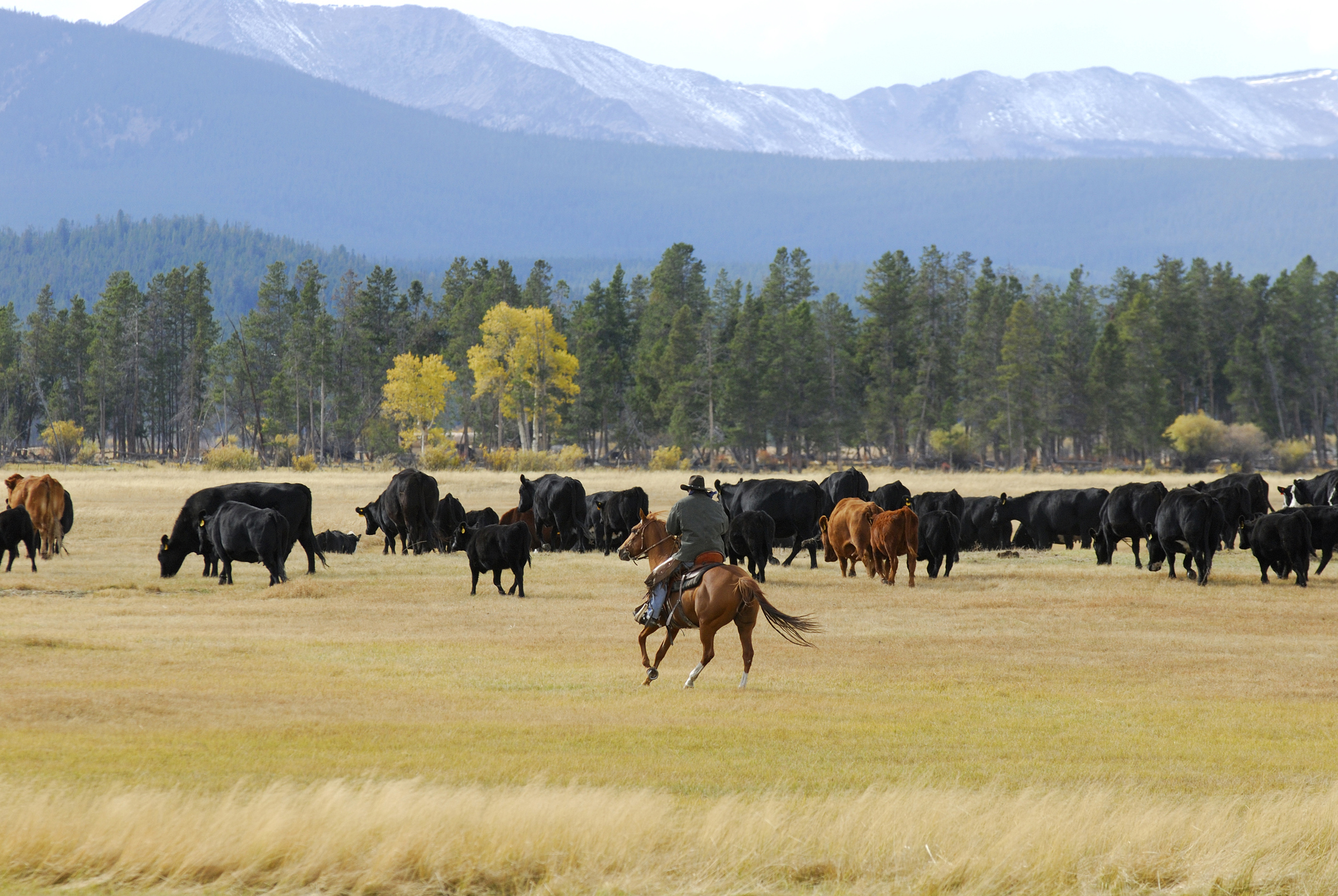 A horseman riding through a herd of cattle