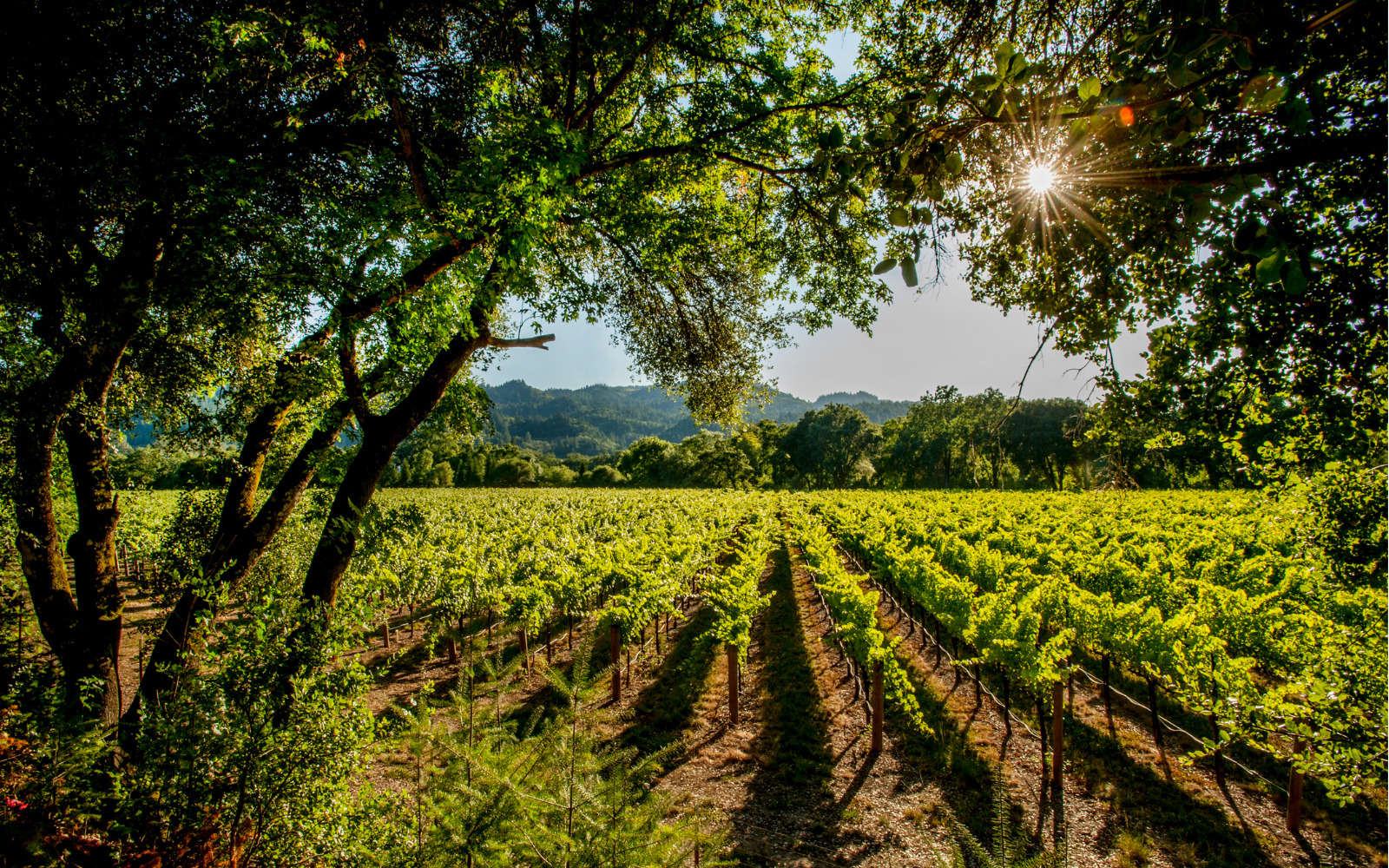 Trees surrounding a vineyard on a sunny day.