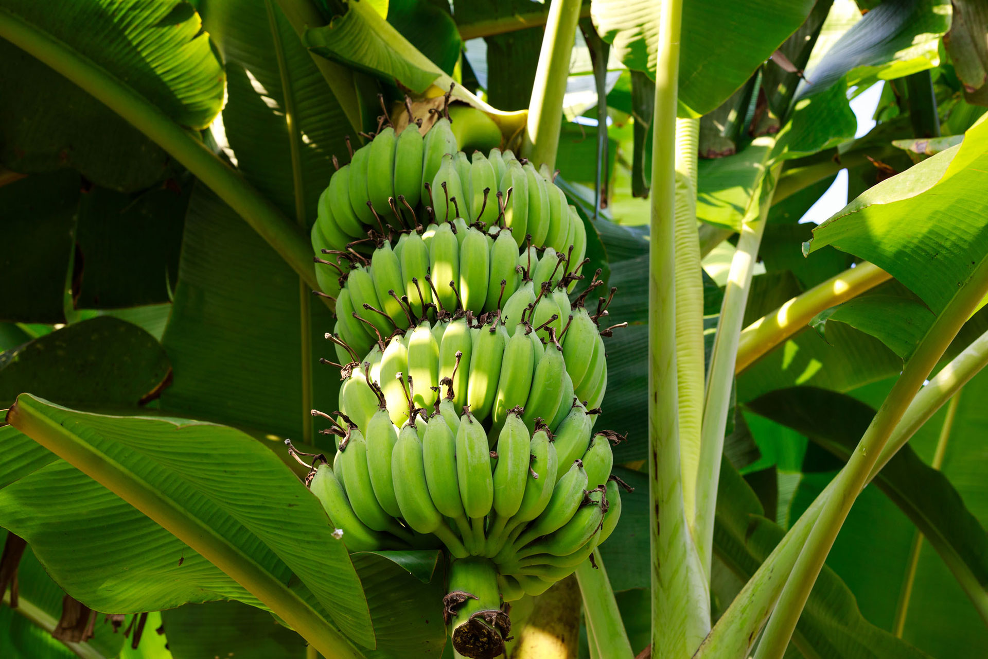 A branch of green bananas on a banana plant.